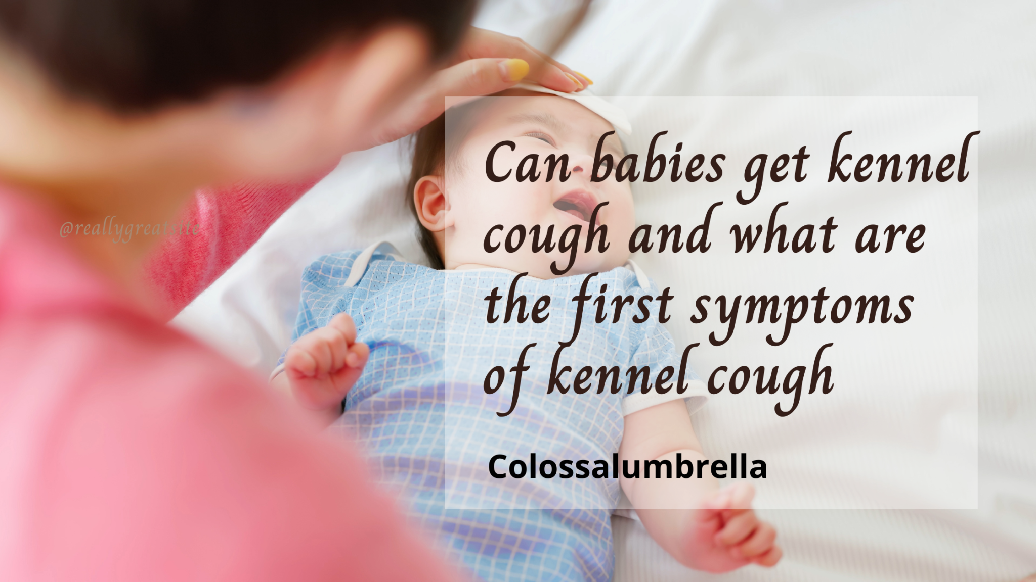 Can babies get kennel cough and what are the first symptoms of kennel